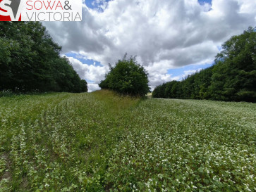 Działka Sprzedaż Stare Bogaczowice