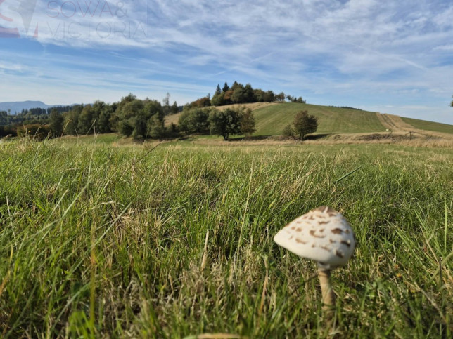 Działka Sprzedaż Sierpnica 4