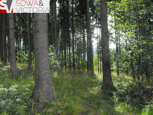 Działka Sprzedaż Boguszów-Gorce 6