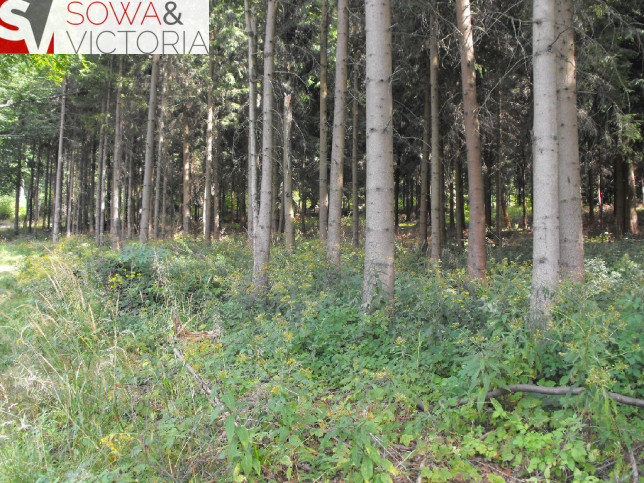 Działka Sprzedaż Boguszów-Gorce 9