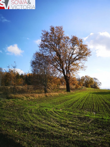 Działka Sprzedaż Pisarzowice 3