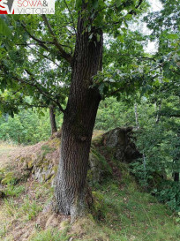 Działka Sprzedaż Olszyniec